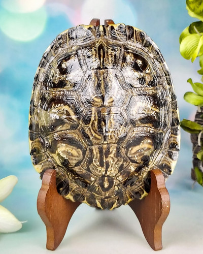 Red eared slider turtle shell - eared,