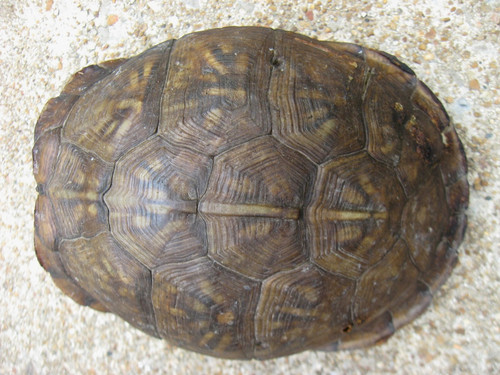 Real box turtle shell - turtle,