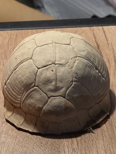 Turtle shell carapace - turtle,