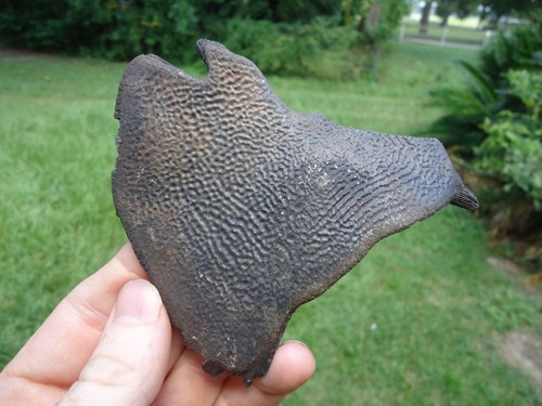Choice soft shelled turtle - soft,