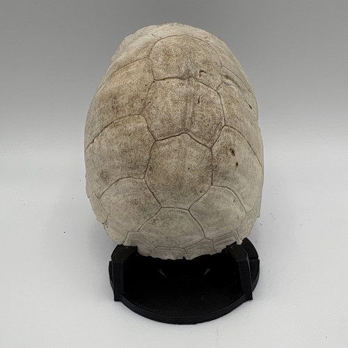 Box turtle shell outdoors - box,