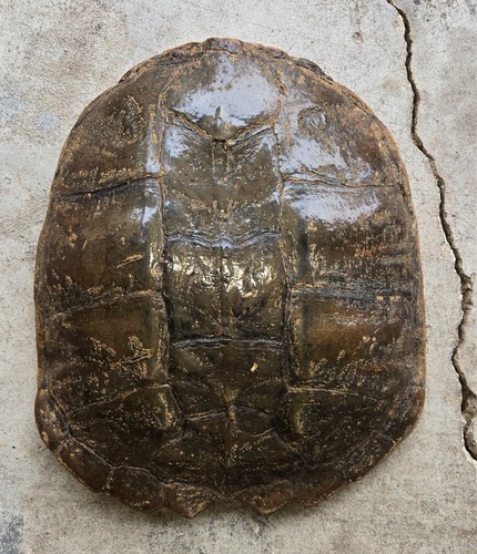 Snapping turtle shell - turtle,