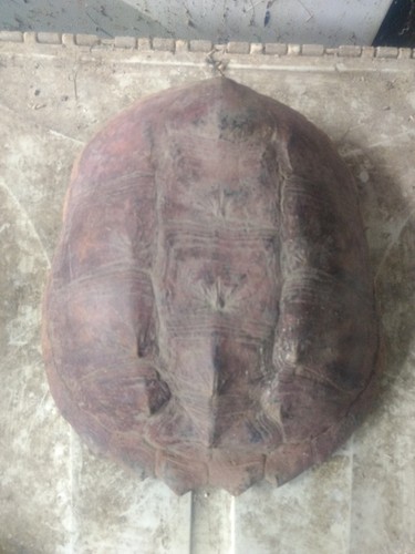 Common snapping turtle - snapping,