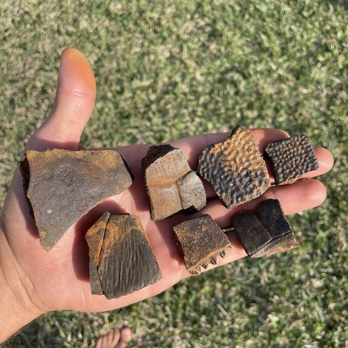 Fossil turtle shell pieces - turtle,