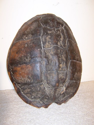 Vintage original taxidermy - vintage,