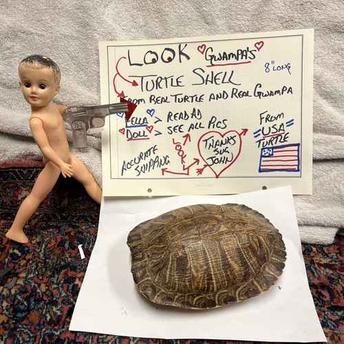 Taxidermy turtle shell - shell,