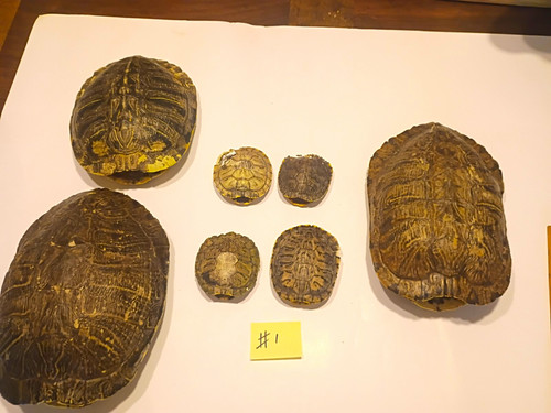 Lot red eared slider - lot, of