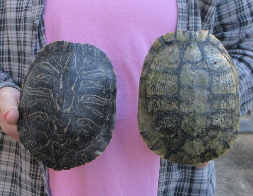 Lot red eared - pc, slider