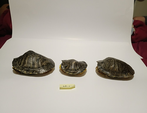 Lot deformed red eared - lot, of
