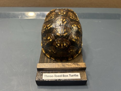 Box turtle shell mount - box,