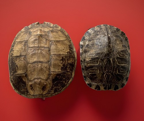 Pond turtle shells red - turtle,