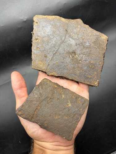 Two huge turtle shell fossil - two,